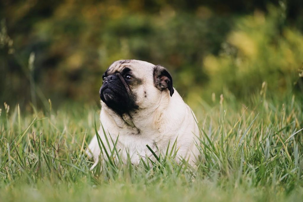 Pug dog enjoying a green landscape