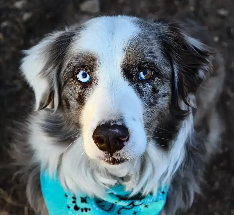 Australian Shepherd dog wearing a bright blue bandana