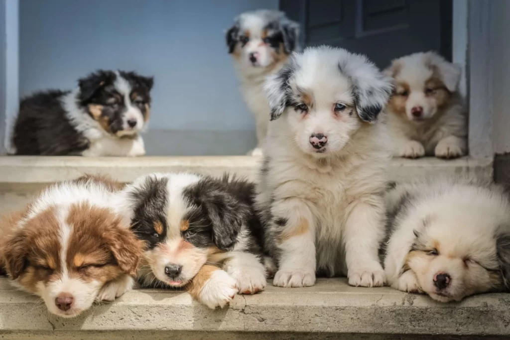 Group of puppies sitting together