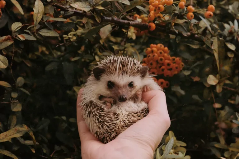 Top FAQS About Hedgehog Care 